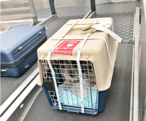 和田宠物托运 宠物托运公司 机场宠物托运 宠物空运